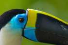 Peru-Amazon Close-up of white-throated toucans head in jungle Art Print